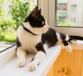 Половина московских арендодателей не хотят сдавать квартиру жильцам с домашними животными